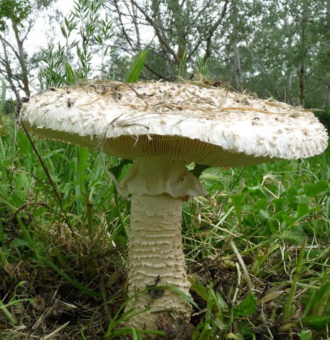 Amanita vittadinii P1020810